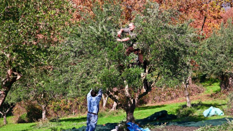 Olivenernte Baum