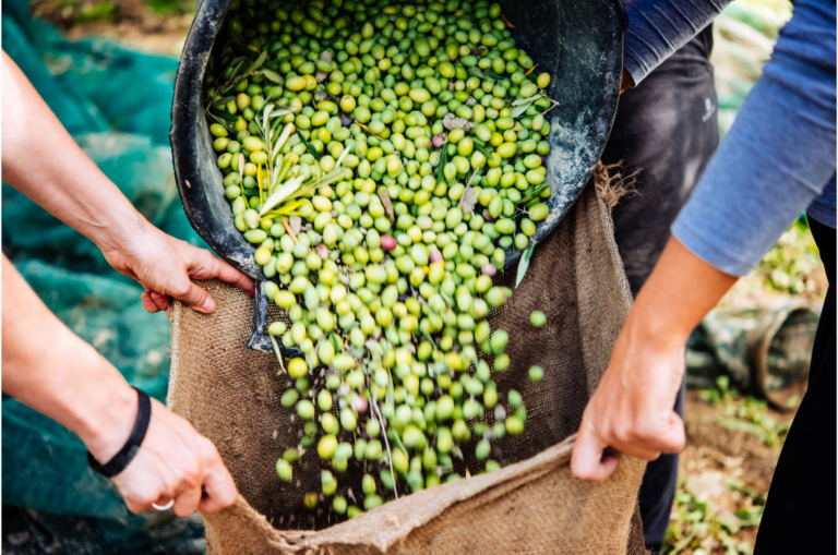 Olive harvest for Extra vergine olive Oil "Peli Oil"