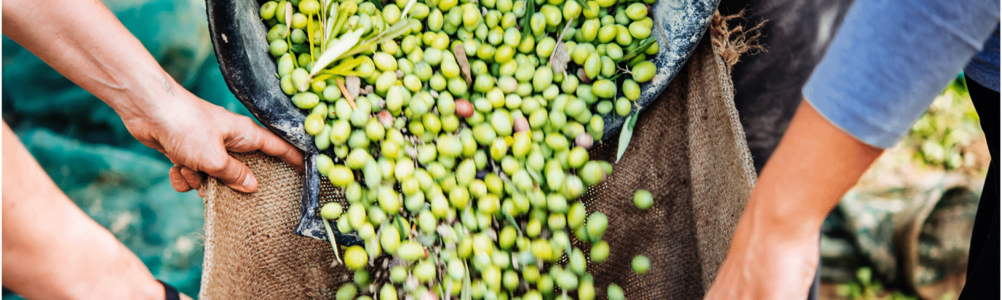 Olive harvest for Extra vergine olive Oil "Peli Oil"
